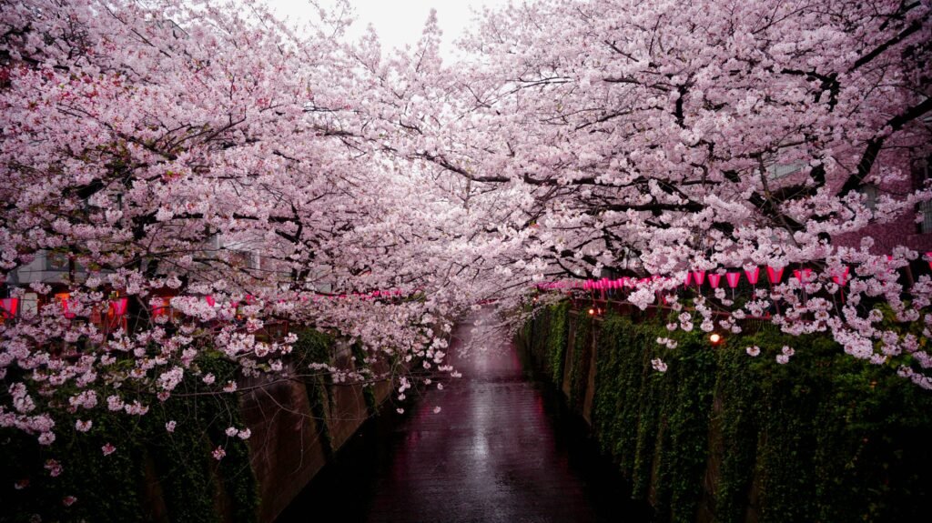 Pathway between Cherry Blossom Trees in Japan