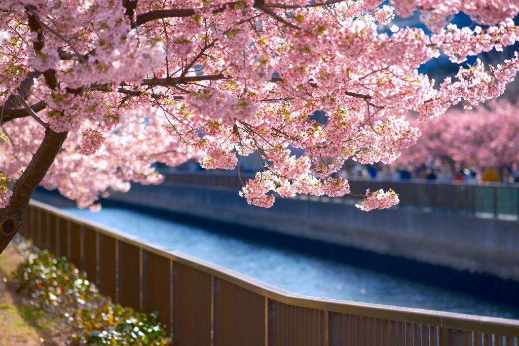 Cherry Blossom Trees next to a River