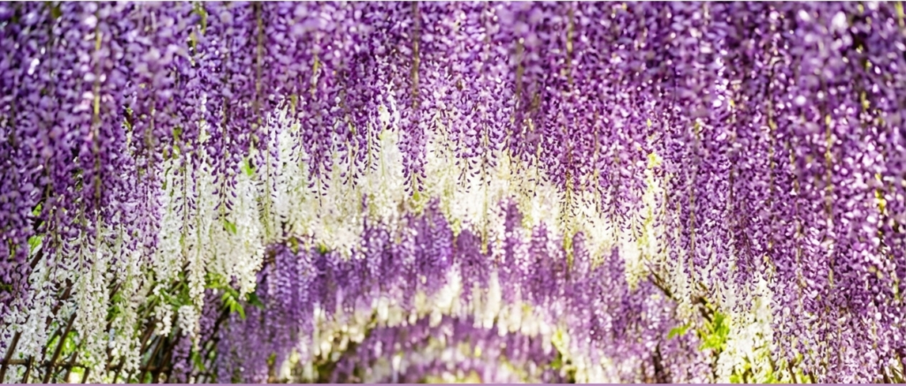 Wisteria Tunnels - Japan